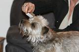 CAIRN TERRIER - BROSSAGE 026